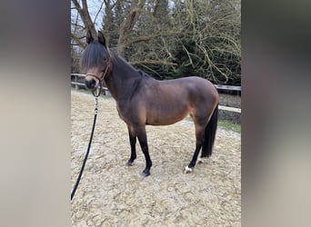 Deutsches Reitpony, Stute, 9 Jahre, 147 cm, Dunkelbrauner