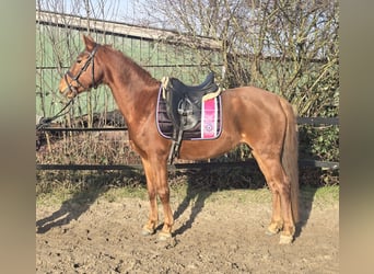 Deutsches Reitpony, Stute, 9 Jahre, 147 cm, Fuchs