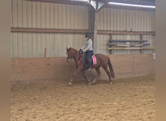 Deutsches Reitpony, Stute, 9 Jahre, 147 cm, Fuchs