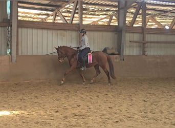 Deutsches Reitpony, Stute, 9 Jahre, 147 cm, Fuchs