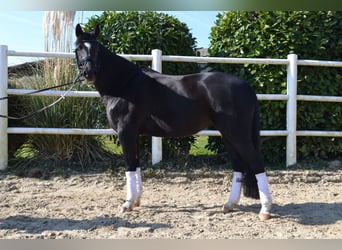 Deutsches Reitpony, Stute, 9 Jahre, 147 cm, Rappe