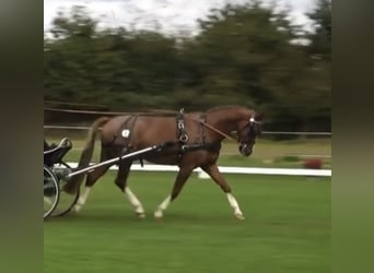 Deutsches Reitpony, Stute, 9 Jahre, 147 cm, Roan-Red