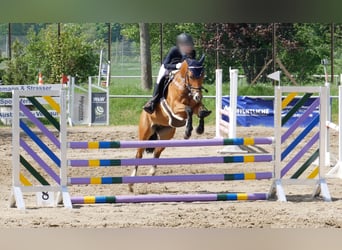 Deutsches Reitpony, Stute, 9 Jahre, 148 cm, Brauner