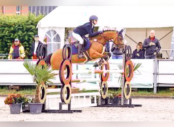 Deutsches Reitpony, Stute, 9 Jahre, 148 cm, Brauner