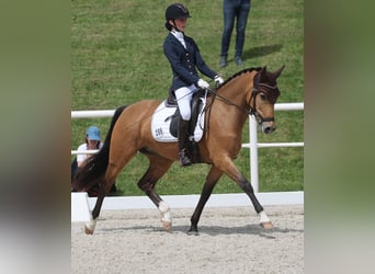 Deutsches Reitpony, Stute, 9 Jahre, 148 cm, Buckskin