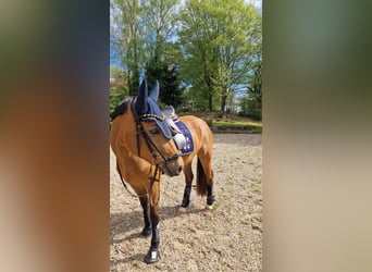 Deutsches Reitpony, Stute, 9 Jahre, 148 cm, Buckskin