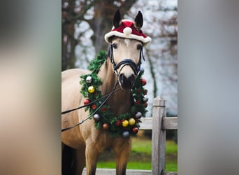 Deutsches Reitpony, Stute, 9 Jahre, 148 cm, Buckskin
