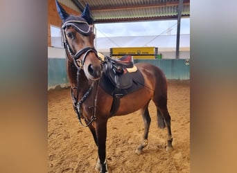 Deutsches Reitpony, Stute, 9 Jahre, 148 cm