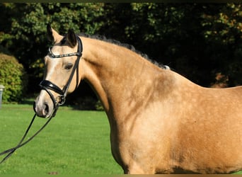 Deutsches Reitpony, Stute, 9 Jahre, 148 cm, Falbe