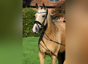 Deutsches Reitpony, Stute, 9 Jahre, 148 cm, Falbe