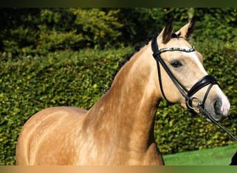 Deutsches Reitpony, Stute, 9 Jahre, 148 cm, Falbe