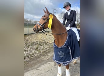 Deutsches Reitpony, Stute, 9 Jahre, 148 cm, Fuchs