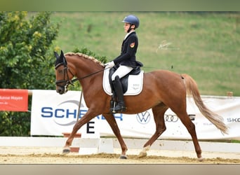 Deutsches Reitpony, Stute, 9 Jahre, 148 cm, Fuchs