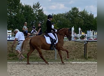 Deutsches Reitpony, Stute, 9 Jahre, 148 cm, Fuchs