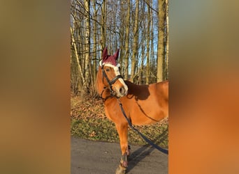 Deutsches Reitpony, Stute, 9 Jahre, 148 cm, Fuchs