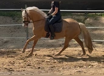 Deutsches Reitpony, Stute, 9 Jahre, 148 cm, Palomino