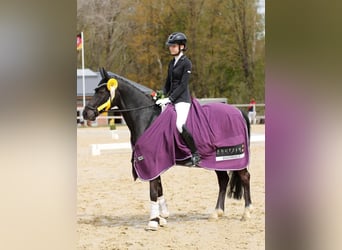 Deutsches Reitpony, Stute, 9 Jahre, 148 cm, Rappe