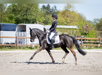 Deutsches Reitpony, Stute, 9 Jahre, 148 cm, Rappe