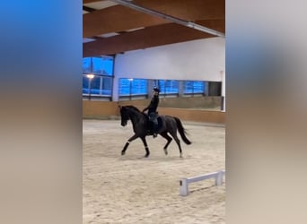 Deutsches Reitpony, Stute, 9 Jahre, 148 cm, Rappe