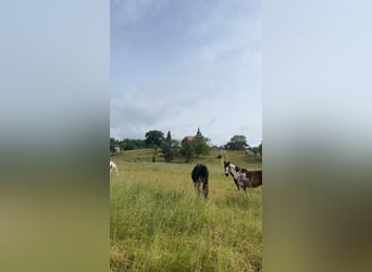 Deutsches Reitpony Mix, Stute, 9 Jahre, 148 cm, Schecke