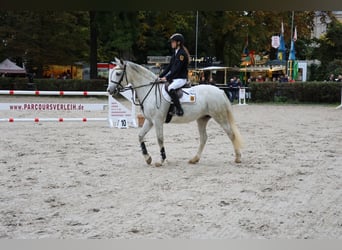 Deutsches Reitpony, Stute, 9 Jahre, 148 cm, Schimmel
