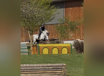 Deutsches Reitpony, Stute, 9 Jahre, 148 cm, Schimmel