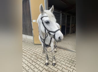 Deutsches Reitpony, Stute, 9 Jahre, 148 cm, Schimmel
