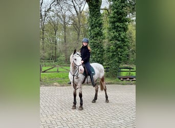 Deutsches Reitpony, Stute, 9 Jahre, 148 cm, Tigerschecke