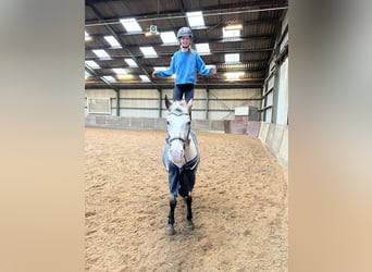 Deutsches Reitpony, Stute, 9 Jahre, 148 cm, Tigerschecke