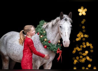 Deutsches Reitpony, Stute, 9 Jahre, 148 cm, Tigerschecke