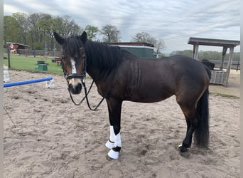 Deutsches Reitpony, Stute, 9 Jahre, 150 cm, Brauner