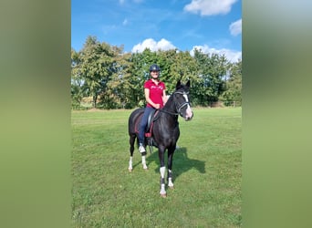 Deutsches Reitpony, Stute, 9 Jahre, 151 cm, Rappe