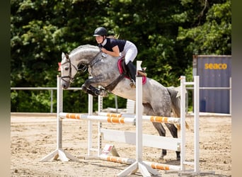 Deutsches Reitpony, Stute, 9 Jahre, 151 cm, Schimmel