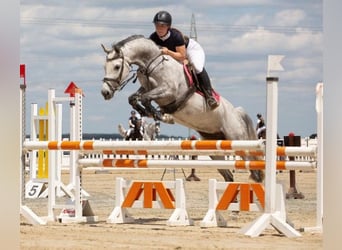 Deutsches Reitpony, Stute, 9 Jahre, 151 cm, Schimmel