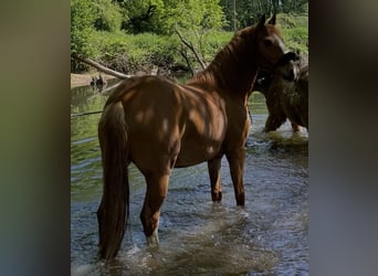 Deutsches Reitpony Mix, Stute, 9 Jahre, 152 cm, Fuchs