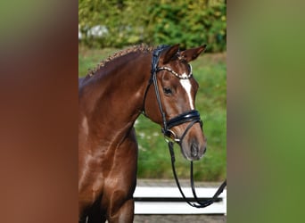 Deutsches Reitpony, Stute, 9 Jahre, 153 cm, Dunkelfuchs