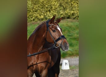 Deutsches Reitpony, Stute, 9 Jahre, 153 cm, Dunkelfuchs