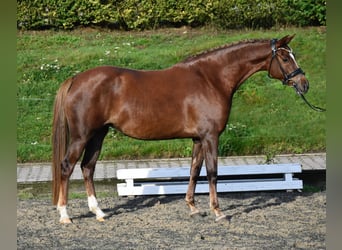 Deutsches Reitpony, Stute, 9 Jahre, 153 cm, Dunkelfuchs