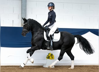 Deutsches Reitpony, Stute, 9 Jahre, 153 cm, Rappe