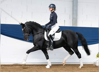 Deutsches Reitpony, Stute, 9 Jahre, 153 cm, Rappe