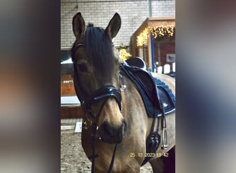 Deutsches Reitpony, Stute, 9 Jahre, 155 cm, Buckskin