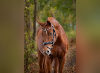 Deutsches Reitpony, Stute, 9 Jahre, 155 cm, Fuchs