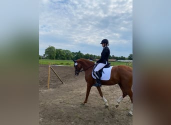 Deutsches Reitpony, Stute, 9 Jahre, 155 cm, Fuchs