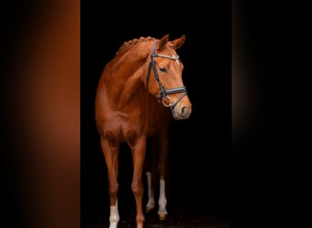 Deutsches Reitpony, Stute, 9 Jahre, 155 cm, Fuchs