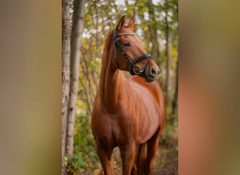Deutsches Reitpony, Stute, 9 Jahre, 155 cm, Fuchs