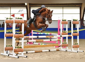 Deutsches Reitpony, Stute, 9 Jahre, 155 cm, Fuchs