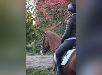 Deutsches Reitpony, Stute, 9 Jahre, 157 cm