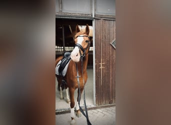 Deutsches Reitpony, Stute, 9 Jahre, 157 cm, Fuchs