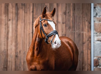 Deutsches Reitpony, Stute, 9 Jahre, 157 cm, Fuchs