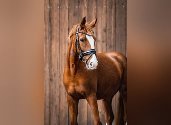 Deutsches Reitpony, Stute, 9 Jahre, 157 cm, Fuchs